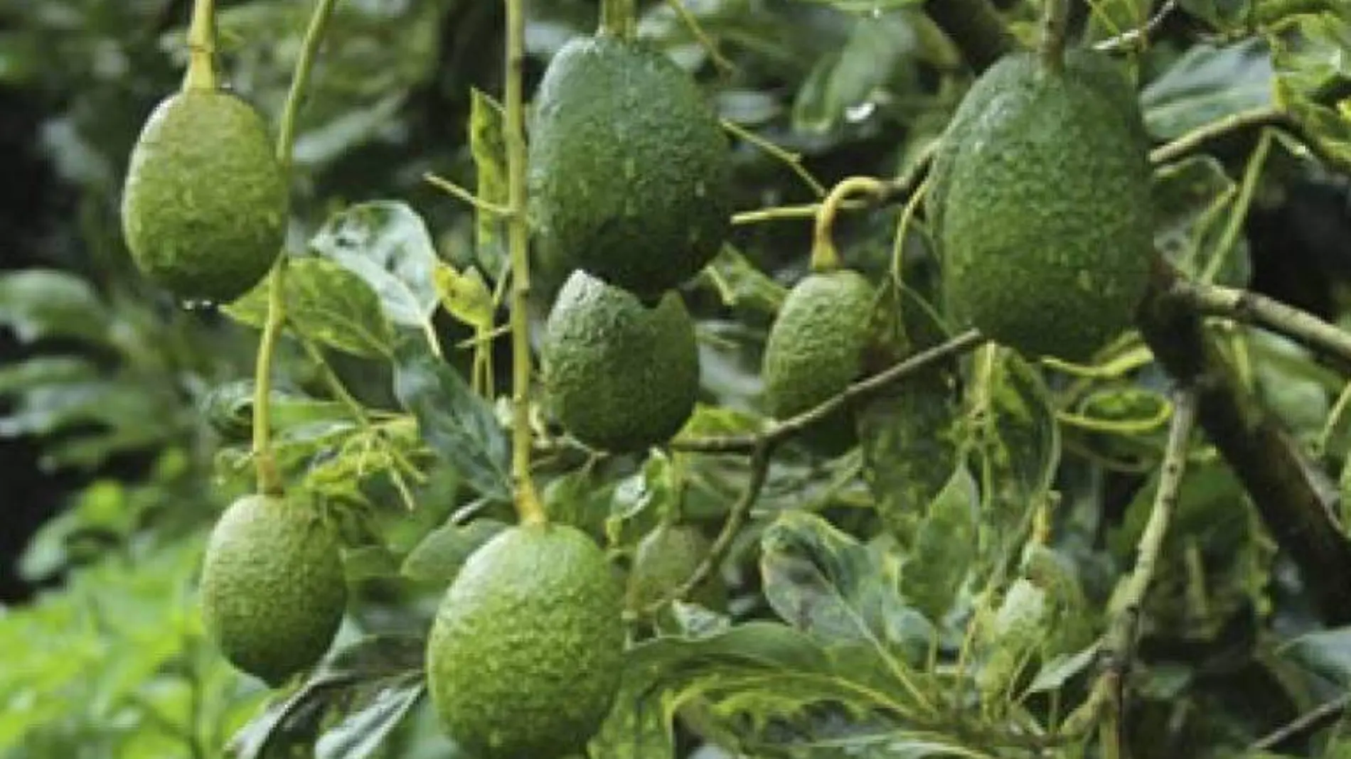 aguacate cuartoscuro